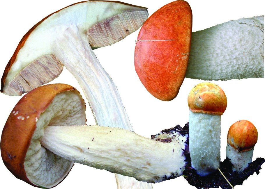 Orange-cap Boletus