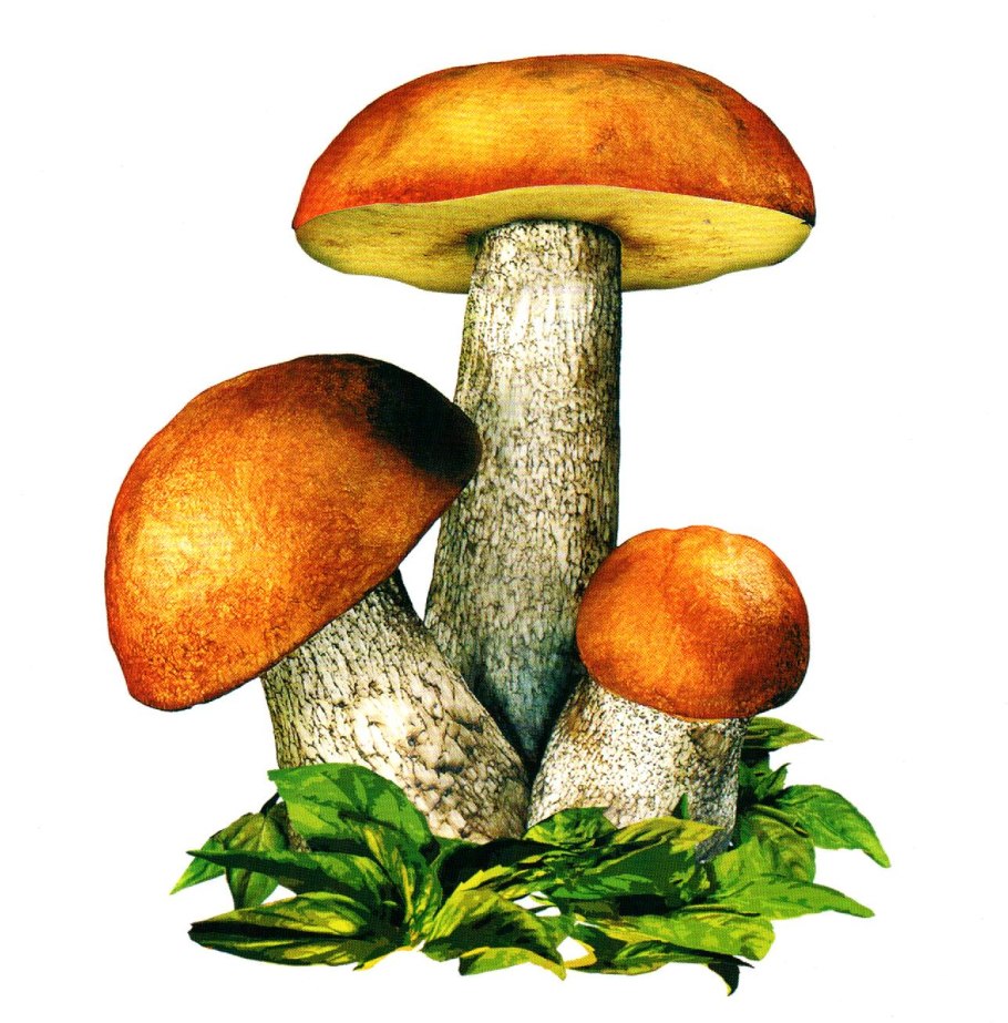 Грибы для варки