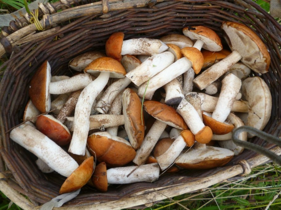 Подосиновик черночешуйчатый