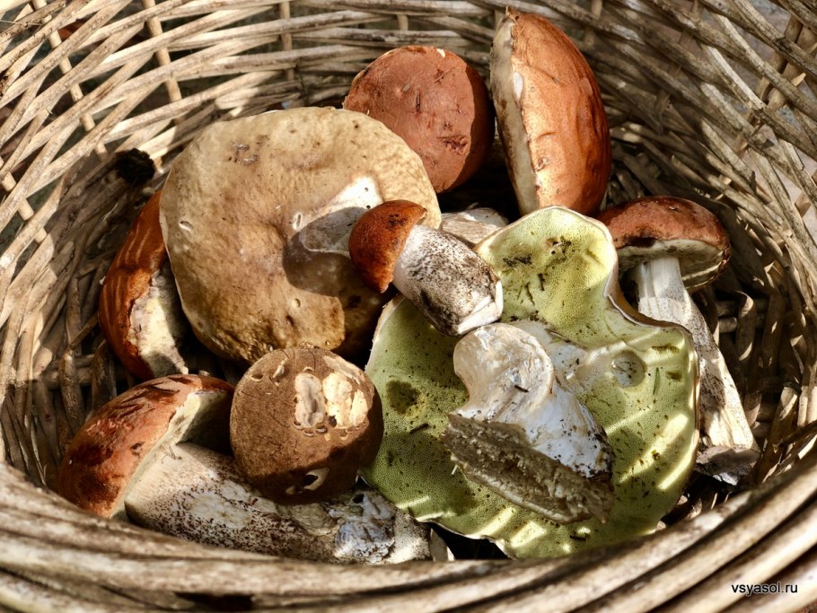 Подберезовик подосиновик для детей