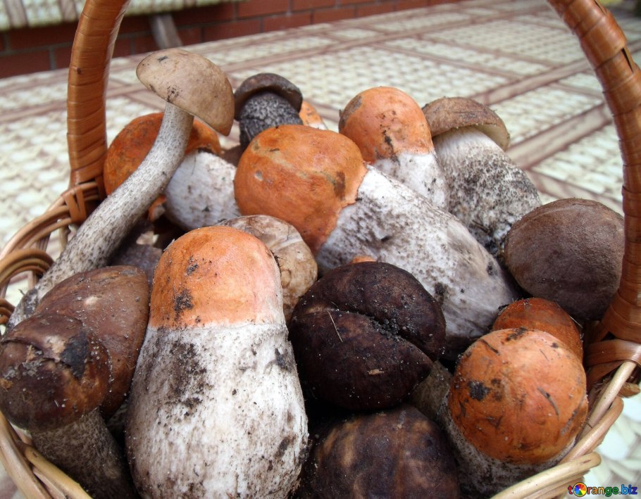 Самые вкусные грибы