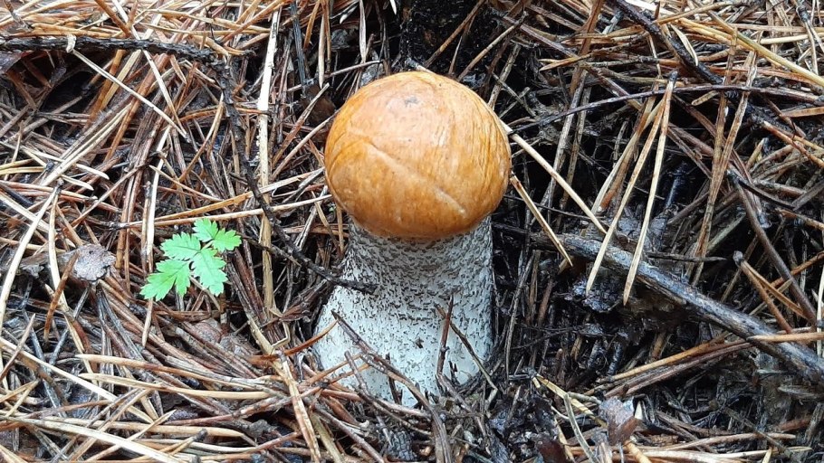 Поляна подосиновиков