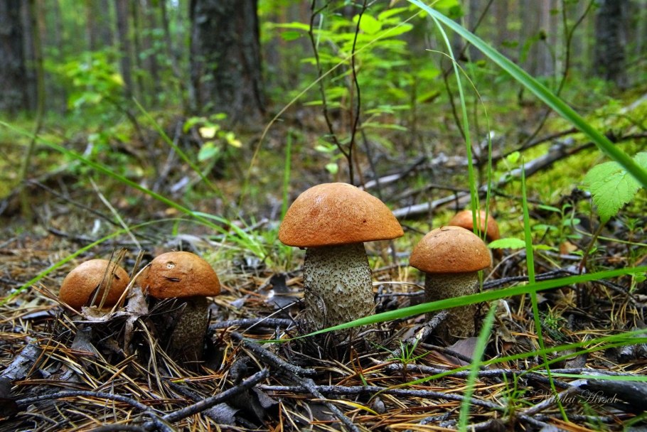 Подосиновик красноголовик