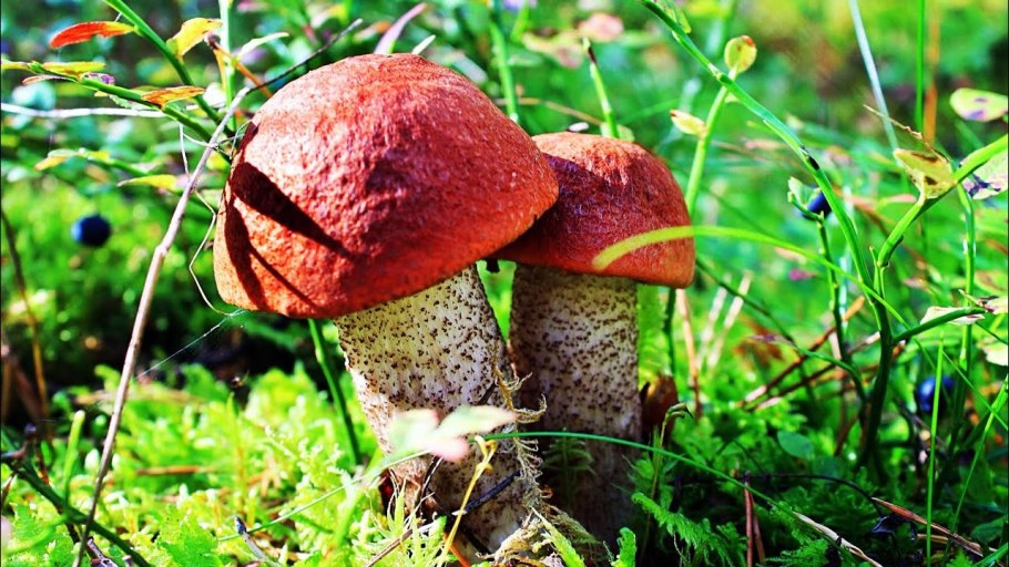 Грибы России подосиновик