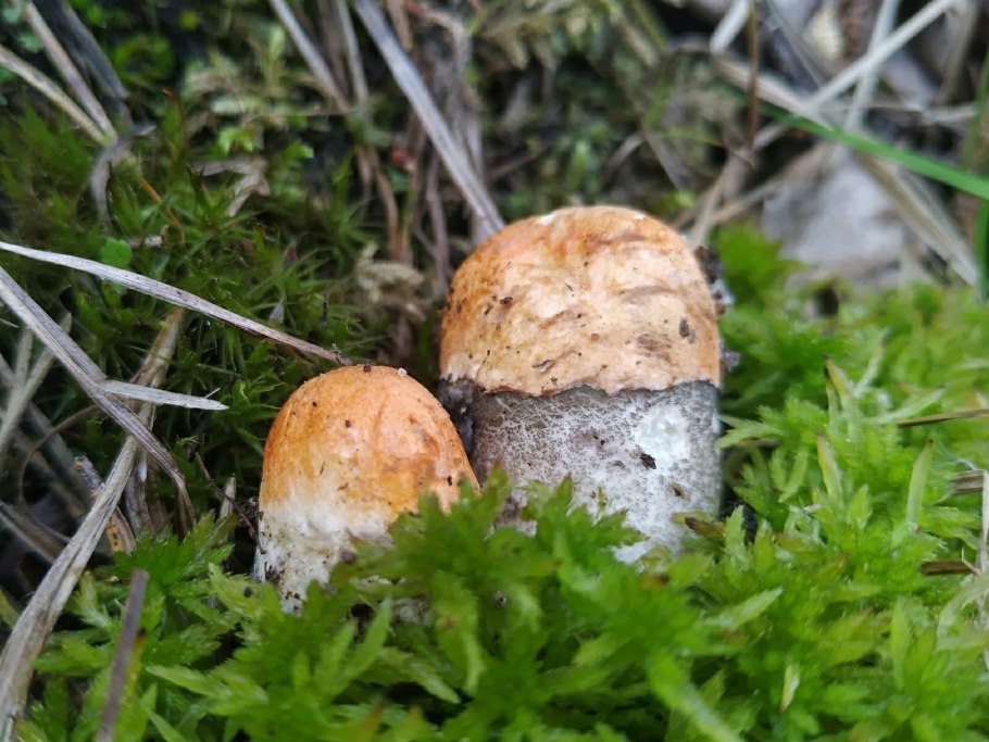 Шампиньон гриб съедобный или нет