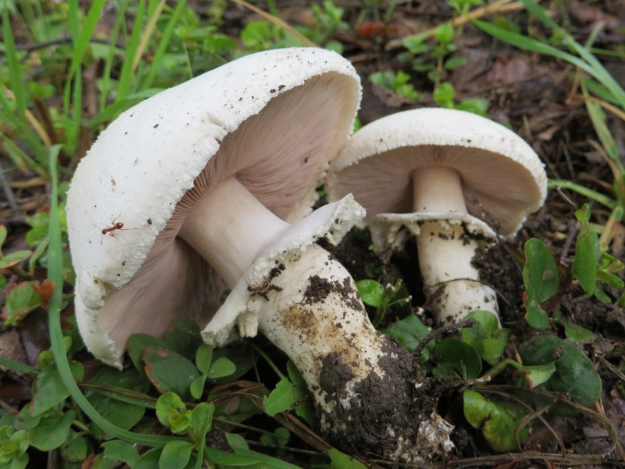 Шампиньон полевой Agaricus arvensis