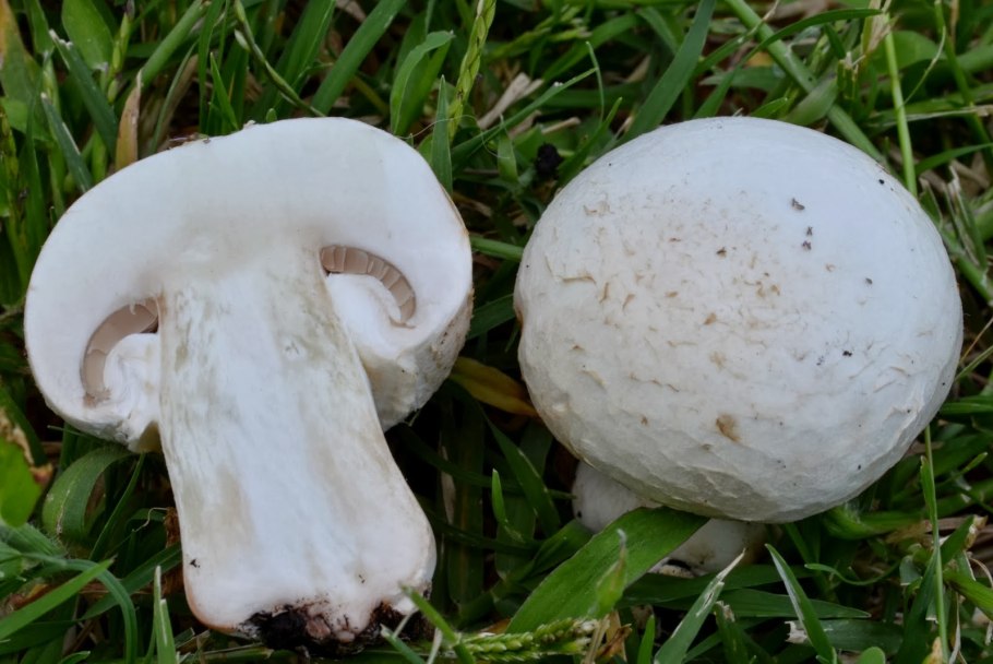 Шампиньон обыкновенный agaricus campestris