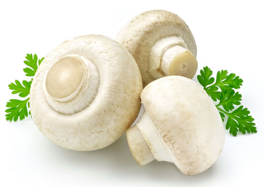Agaricus silvaticus