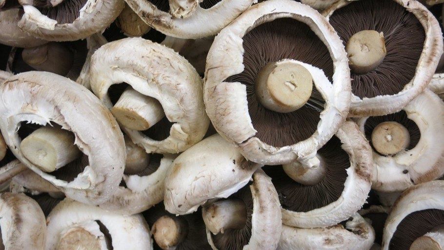 Шампиньон обыкновенный (Agaricus Campestris)