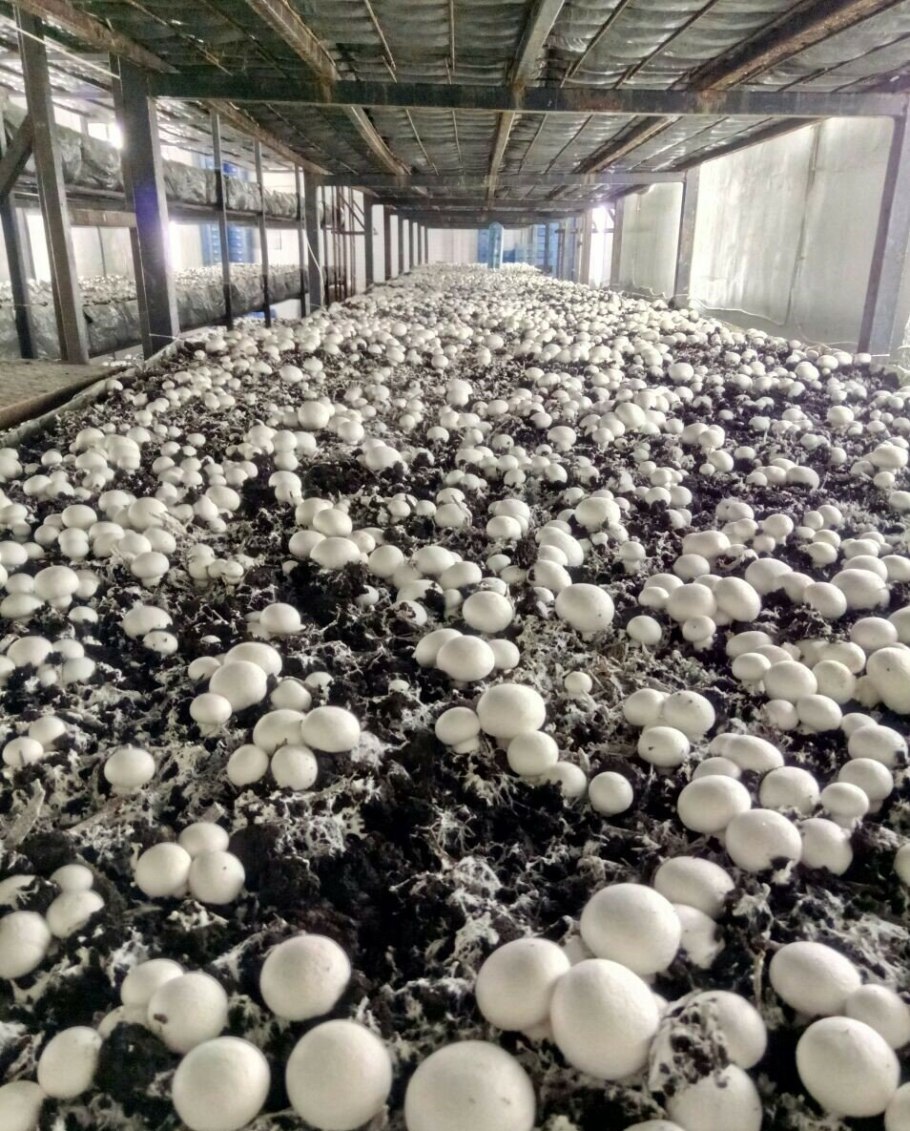 Королевские шампиньоны плесень