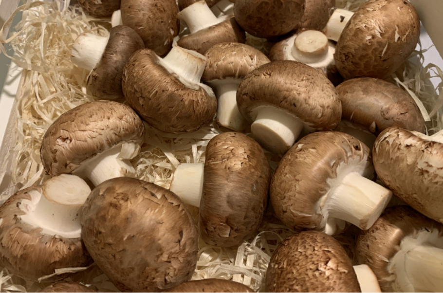 Грибы шампиньон королевский