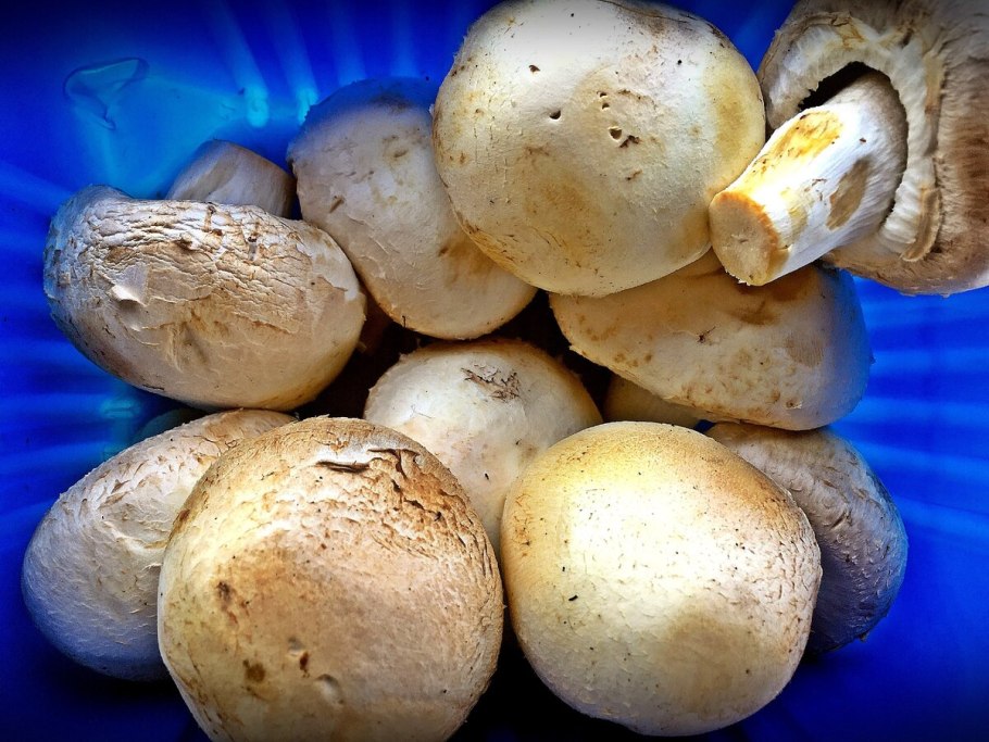 Шампиньон двукольцевой Agaricus bitorquis