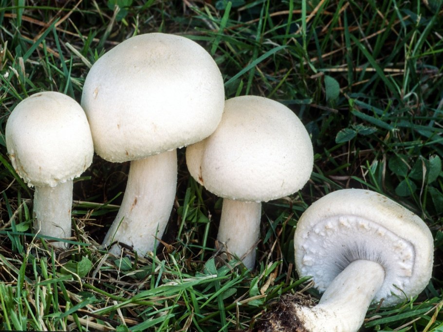 Шампиньон Луговой Agaricus Campestris