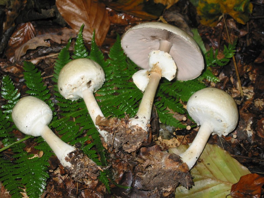 Шампиньон Лесной Agaricus silvaticus