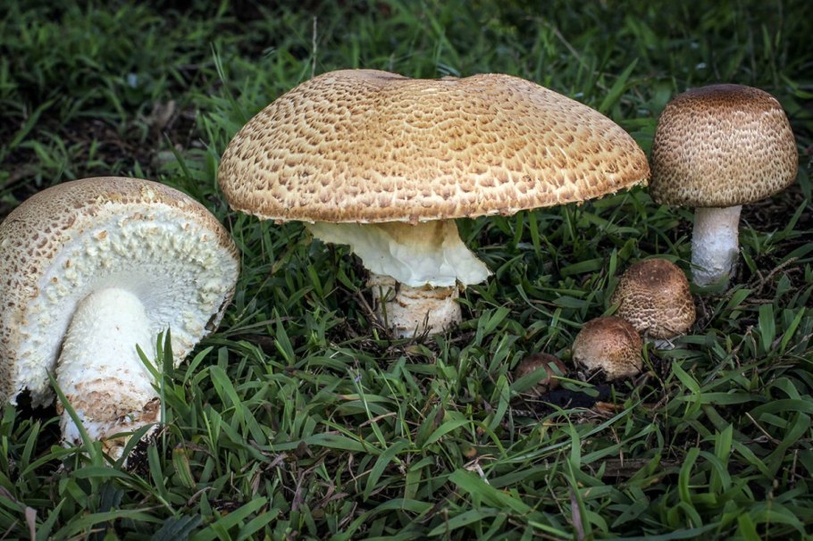 Шампиньон августовский agaricus augustus