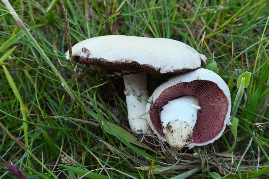 Шампиньон августовский Agaricus augustus