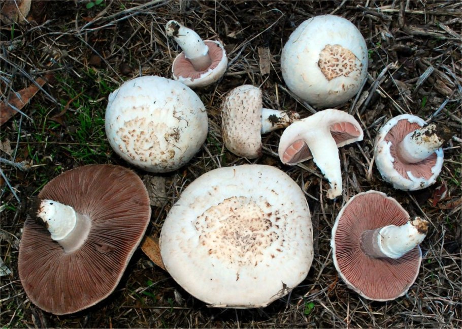 Шампиньон обыкновенный (Agaricus Campestris)