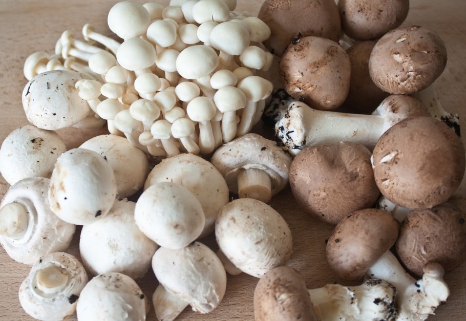 Шампиньон Луговой Agaricus Campestris