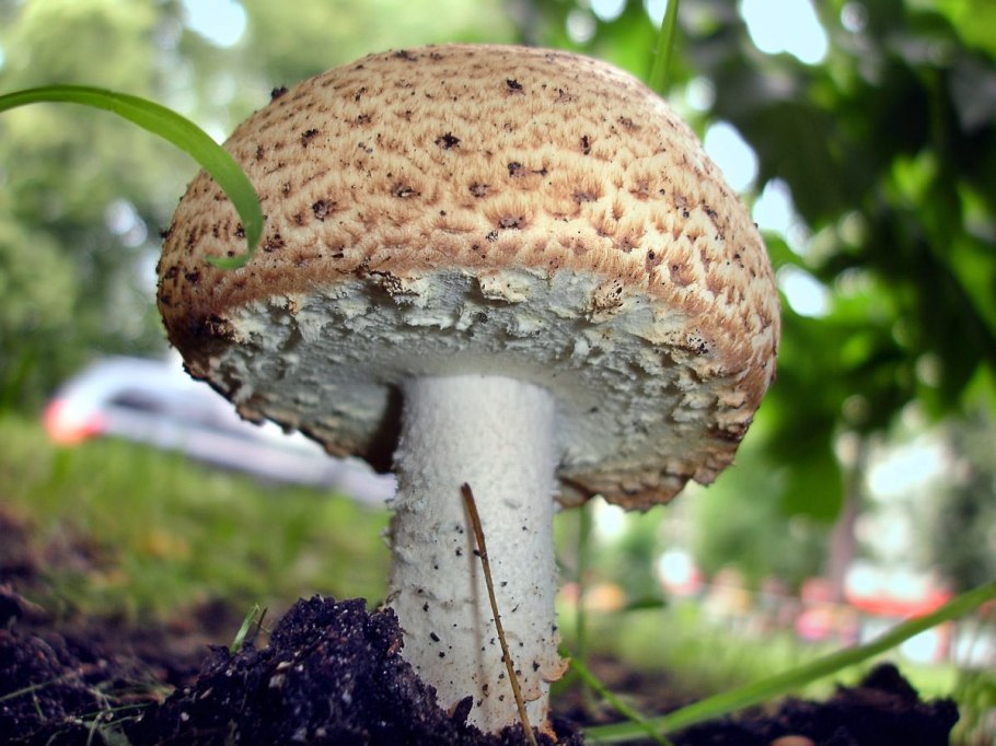 Шампиньон Лесной августовский