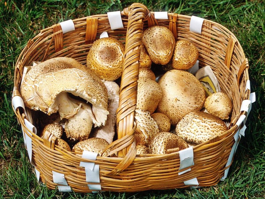 Грибы которые можно есть фото