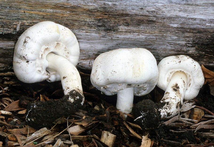 Agaricus silvaticus