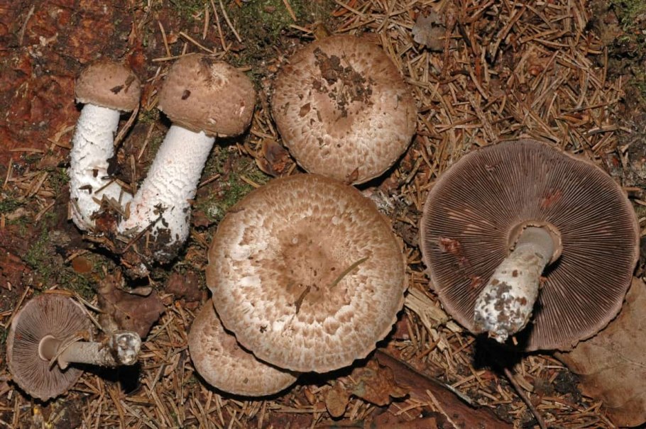 Шампиньон двуспоровый (Agaricus bisporus)