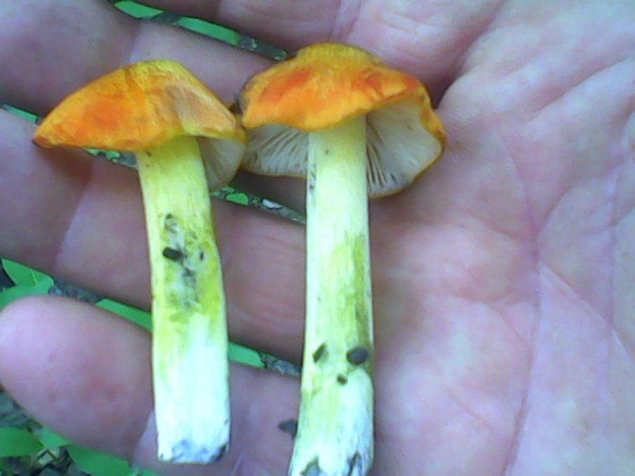 Гриб с зеленой ножкой