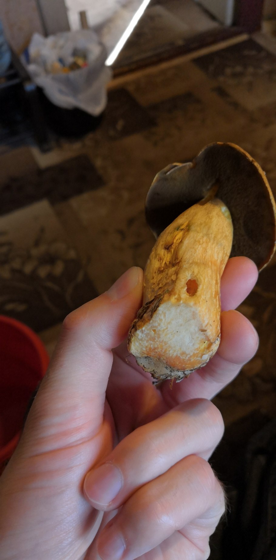 Маслёнок желтый на срезе