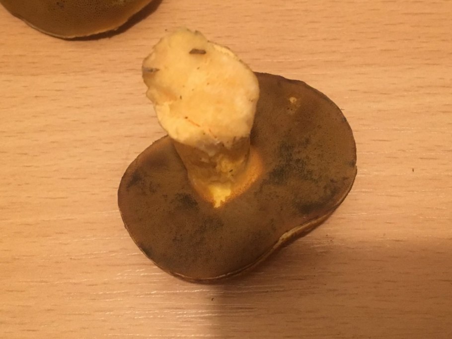 Гриб с желтым срезом ножки