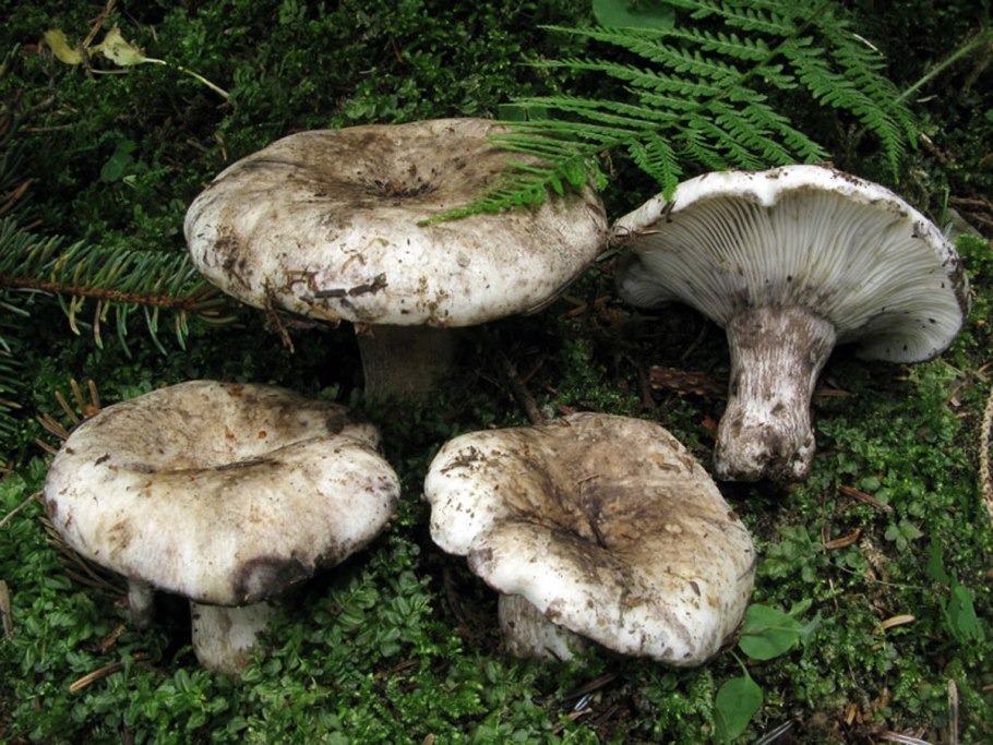 Сыроежка белая подгруздок белый