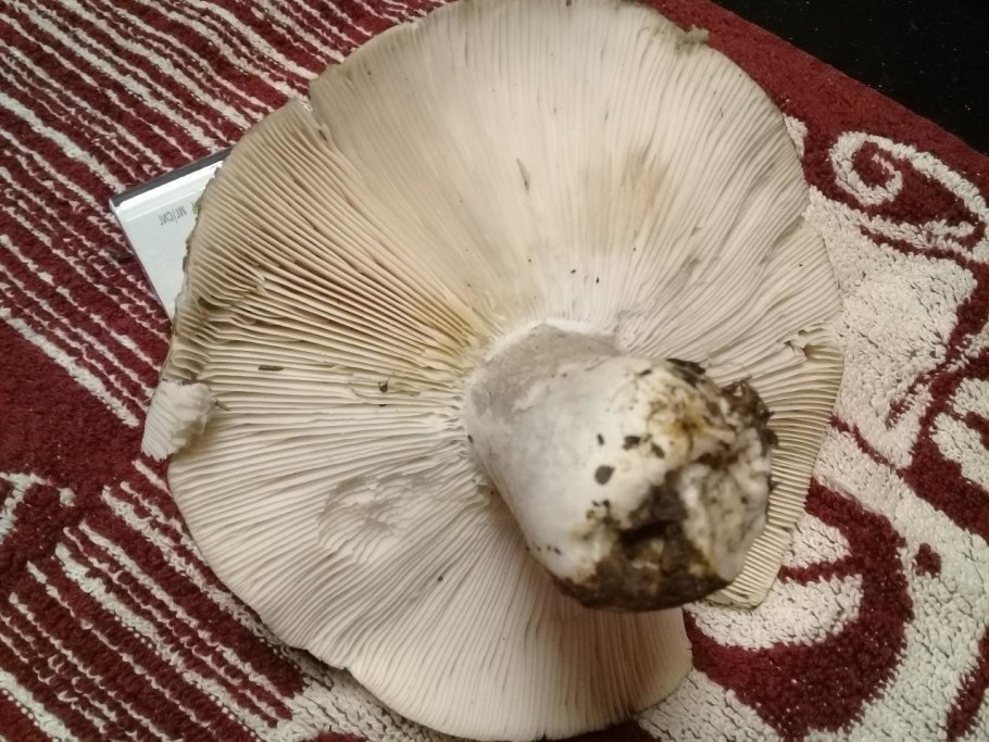 Гриб подгруздок черный