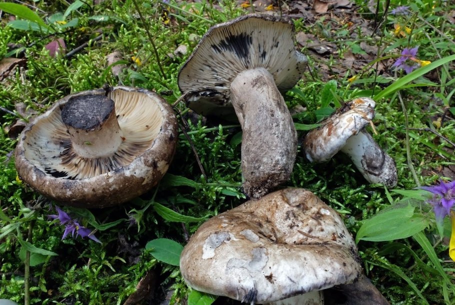 Подгруздок Russula adusta