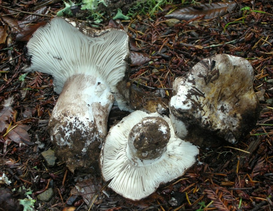 Подгруздок Russula adusta