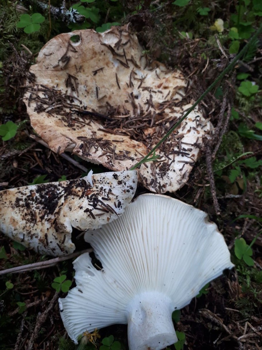Russula Delica (подгруздок белый)