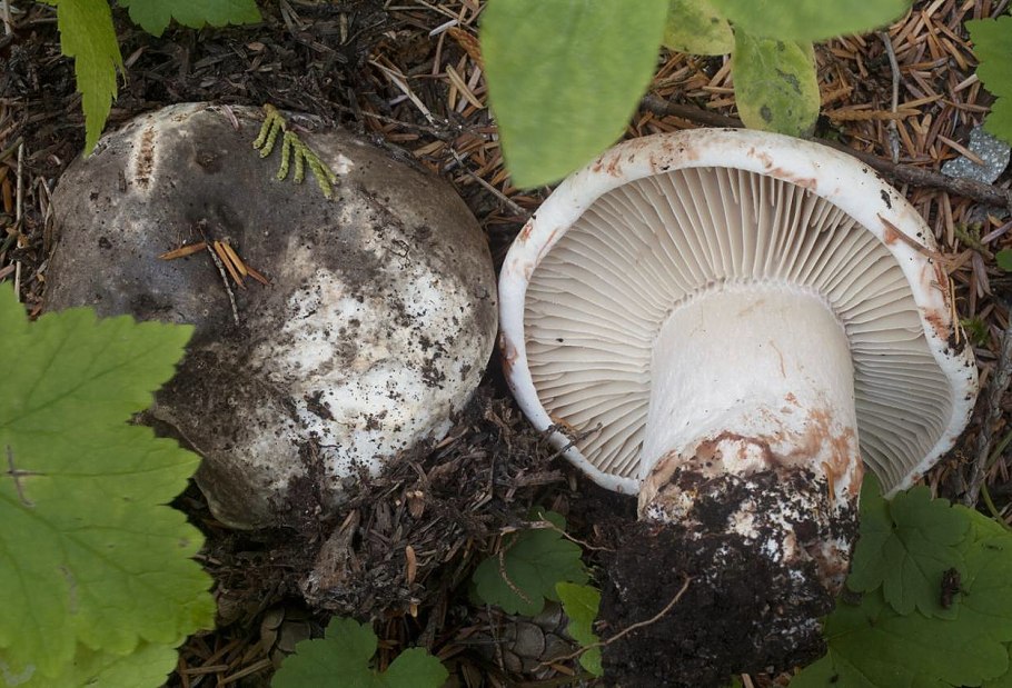 Russula Delica (подгруздок белый)