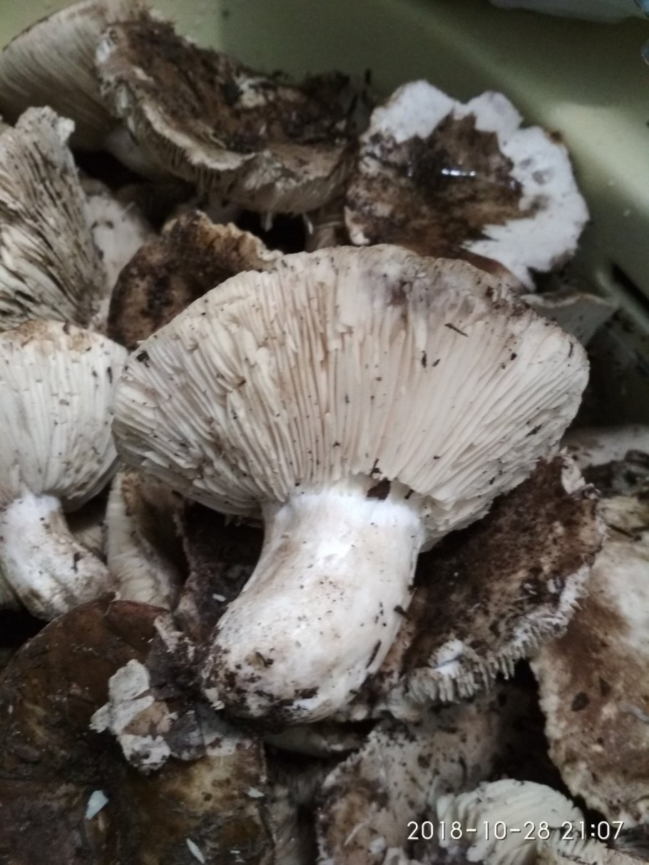 Подгруздок белый насколько съедобный