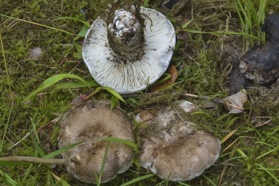 Russula Delica (подгруздок белый)