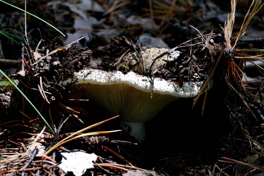Russula delica (подгруздок белый)