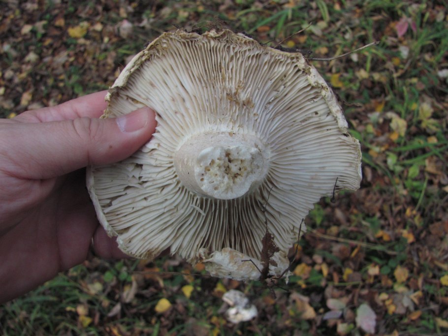 Подгруздок бело-чёрный Russula albonigra