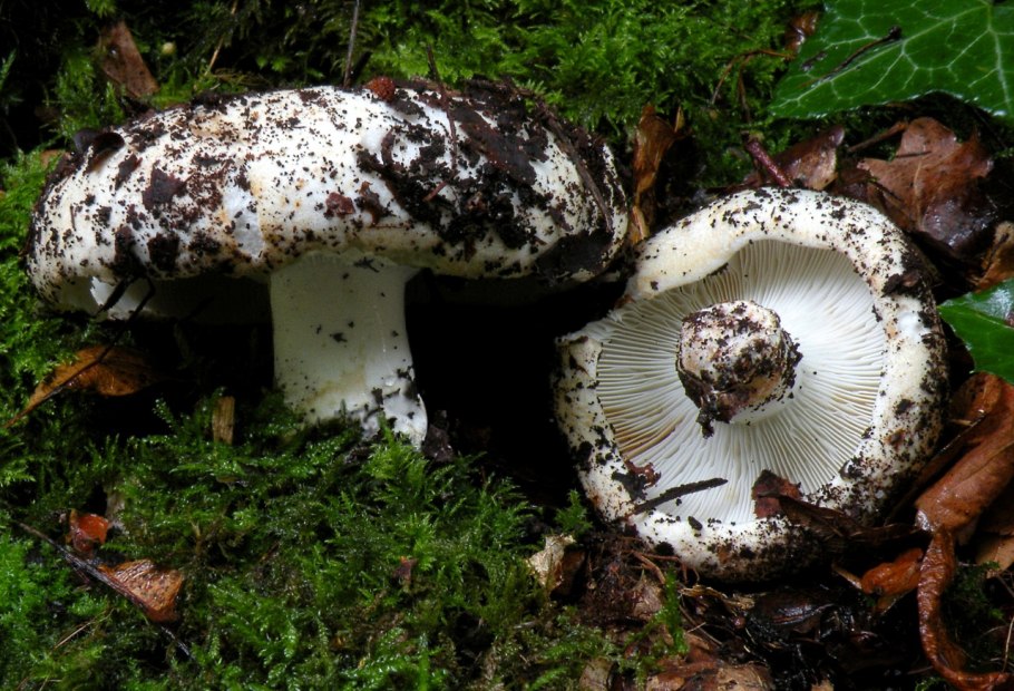 Подгруздок Russula adusta
