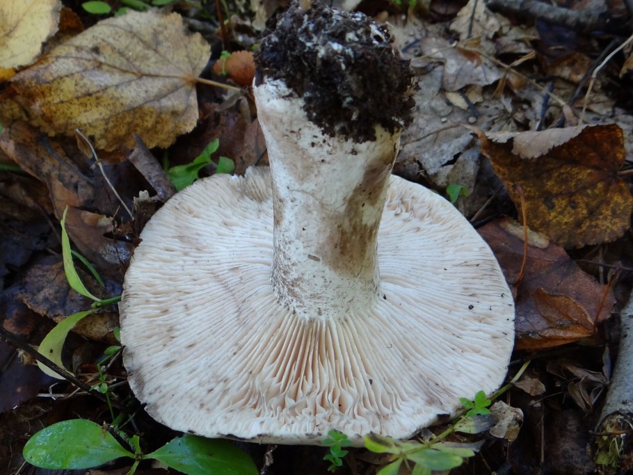 Подгруздок зеленоватопластинковый