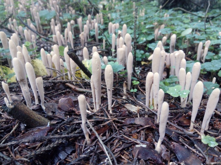 Гриб Рогатик пестиковый