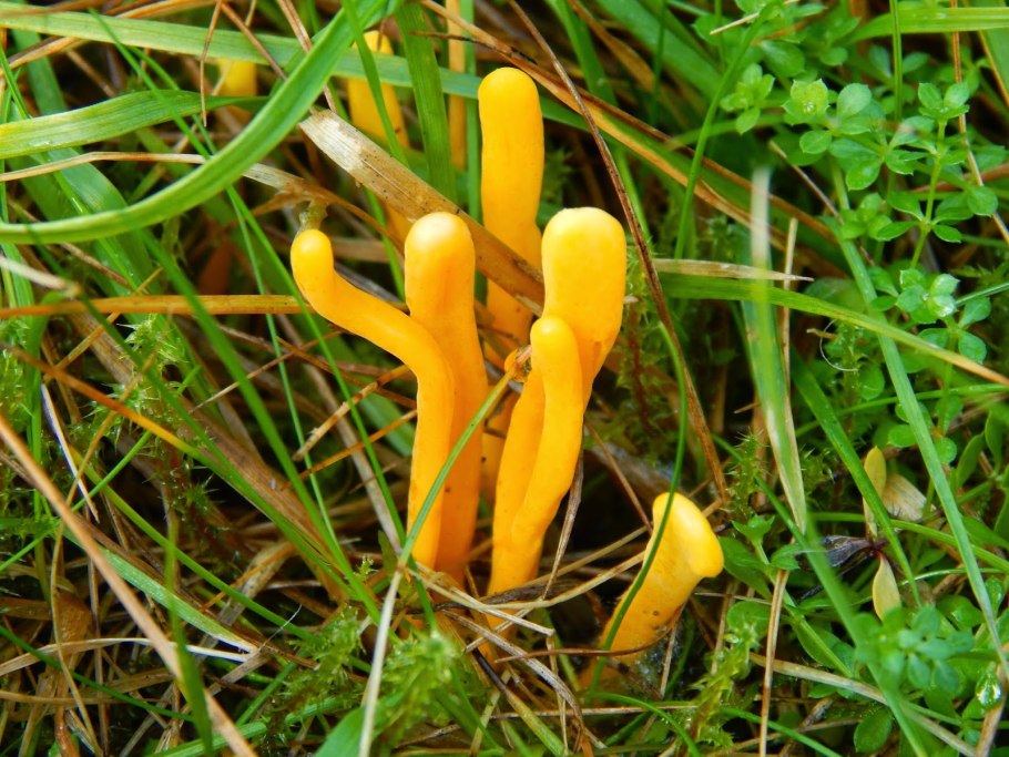 Рогатик язычковый Clavariadelphus ligula