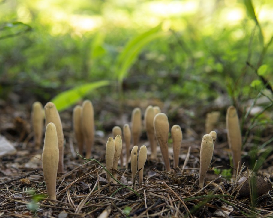 Рогатик усеченный гриб