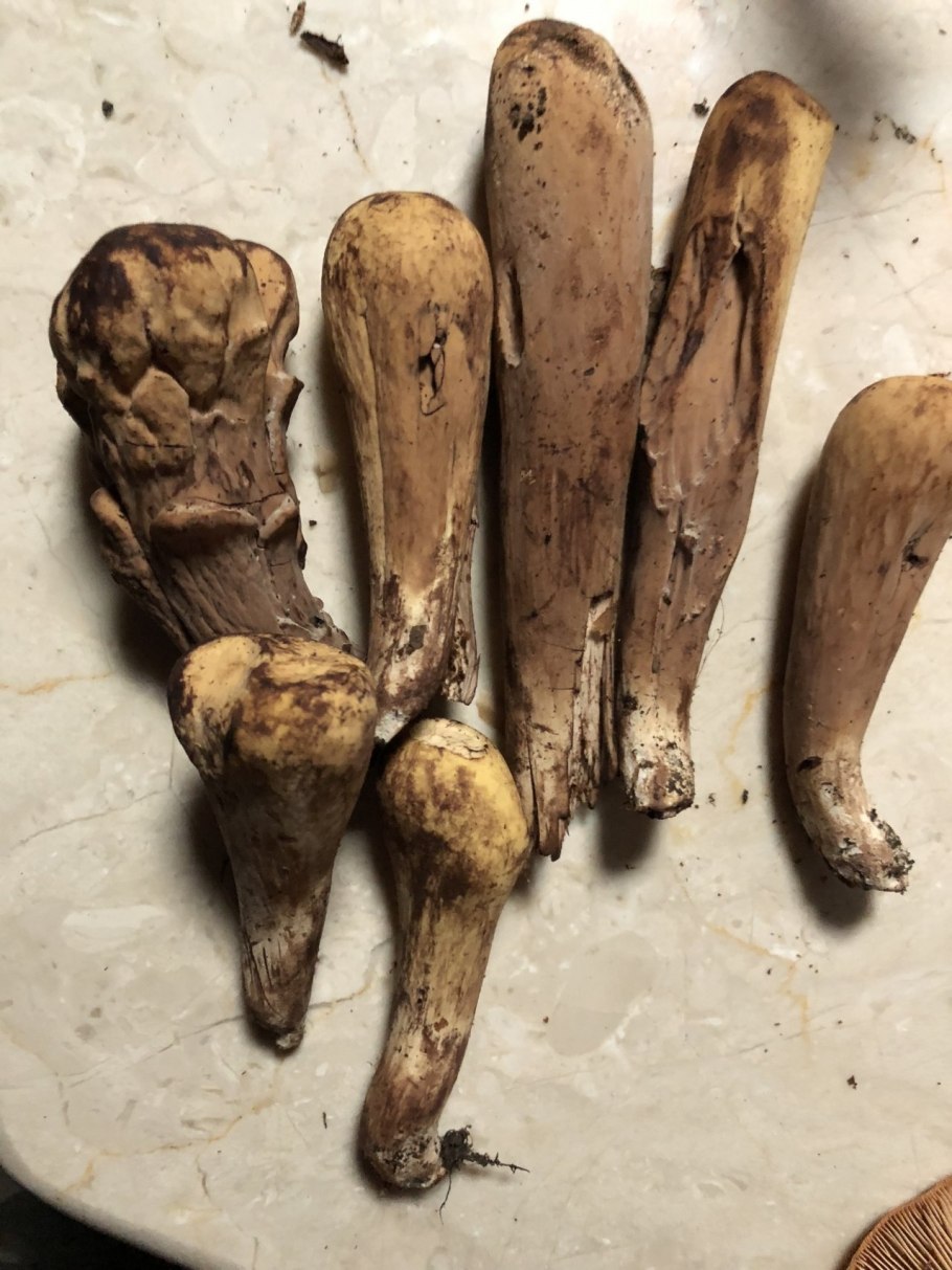 Рогатик пестиковый съедобный