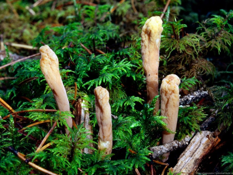 Рогатик язычковый (клавариадельфус пестиковый)