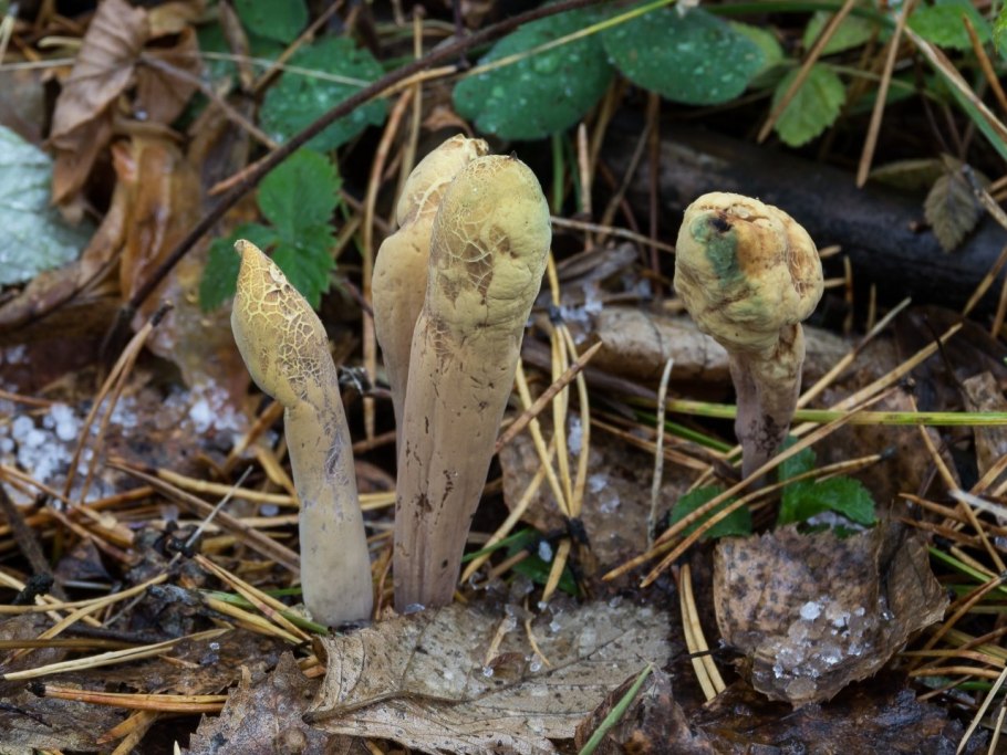 Рогатик язычковый (клавариадельфус пестиковый)