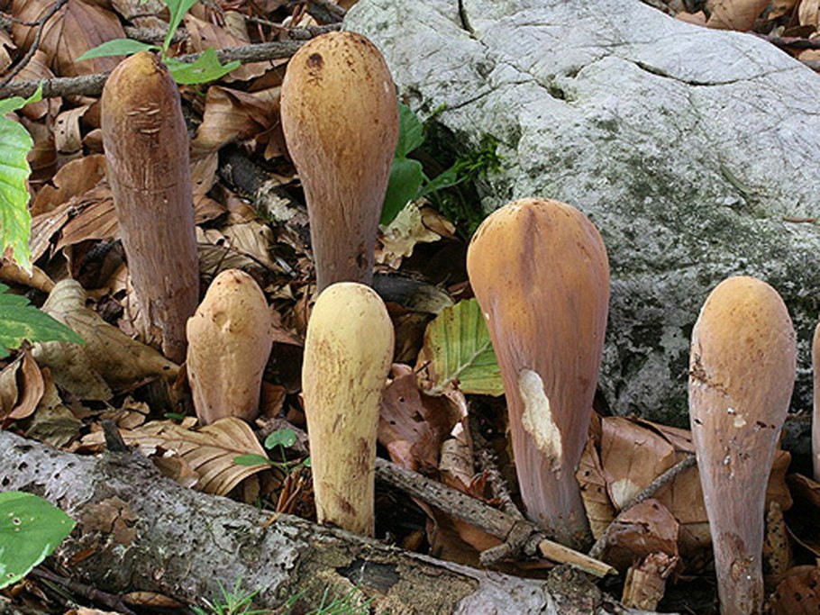 Клавариадельфус пестиковый гриб