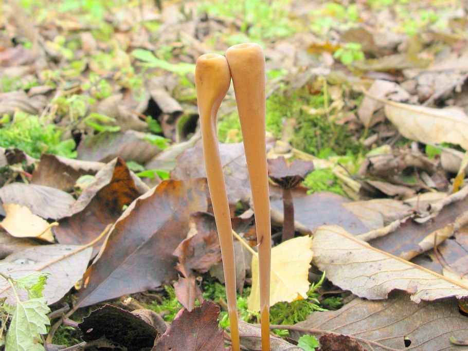 Клавариадельфус язычковый Clavariadelphus ligula