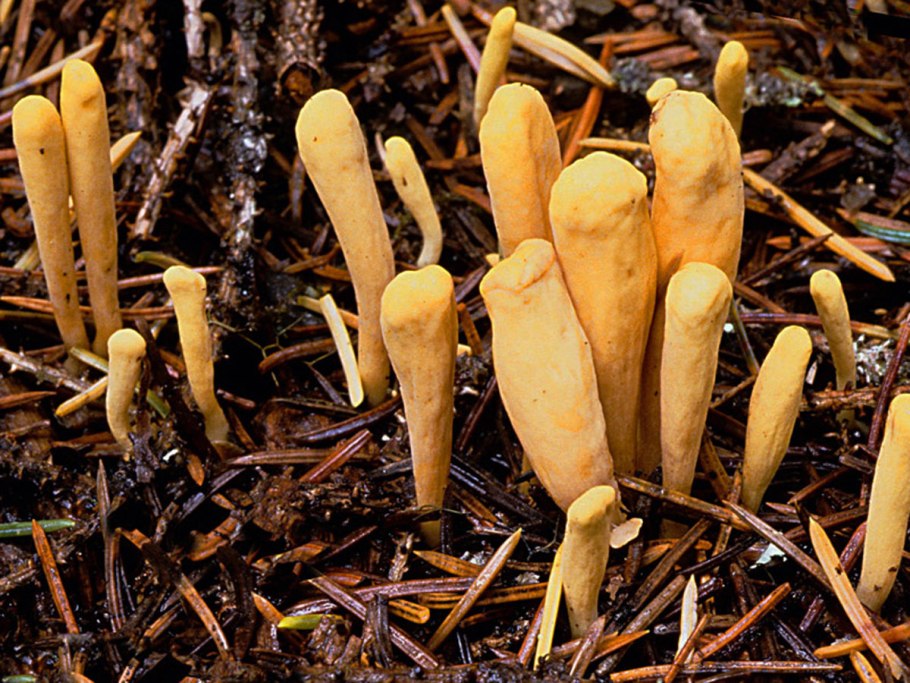 Clavariadelphus ligula